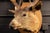 Late 20th Century White Tailed Deer Buck Taxidermy Shoulder Mount For Sale - Image 5 of 9