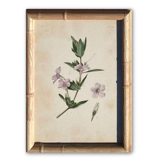 Framed Botanical Chromolithographs Set of 9 — “Wild Flowers of America”, Volume Ii, L. Prang & Co., Boston (C. 1878) For Sale - Image 12 of 18