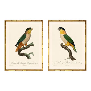Barraband Parrots – Black Headed Parrots (Set of 2), Framed in Bronze Bamboo For Sale