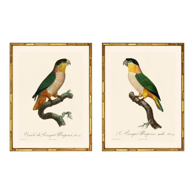 Barraband Parrots – Black Headed Parrots (Set of 2), Framed in Bronze Bamboo For Sale