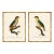 Barraband Parrots – Black Headed Parrots (Set of 2), Framed in Bronze Bamboo For Sale