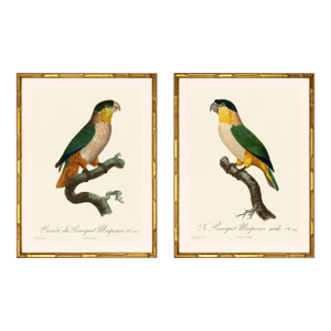Barraband Parrots – Black Headed Parrots (Set of 2), Framed in Bronze Bamboo