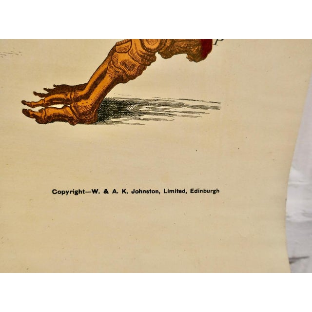 Large University Anatomical Muscles Chart by Turner, 1920s For Sale - Image 4 of 8