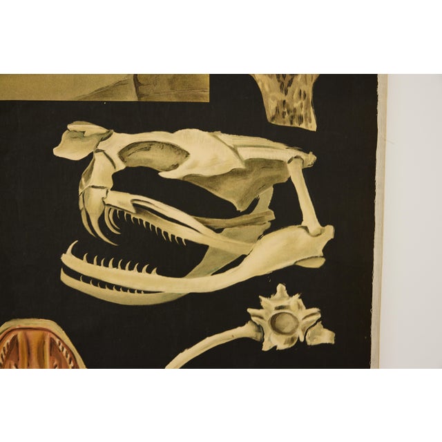 Jung-Koch-Quentell German Zoological Snake Anatomy Wall Chart, C. 1960s For Sale - Image 14 of 18
