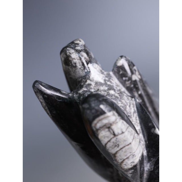 Hand-Carved Orthoceras Fossil Sculptures in Black Limestone, Morocco, Set of 2 For Sale - Image 14 of 15
