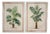 Palm Trees, 1960s, Oil Painting on Canvas, Framed, Set of 2 For Sale