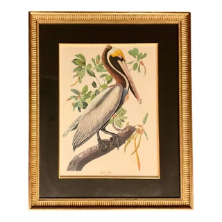 1960s The Audubon Folio Print John James Audubon the Brown Pelican Double Giltwood Fluted Framed Linen Matte. For Sale