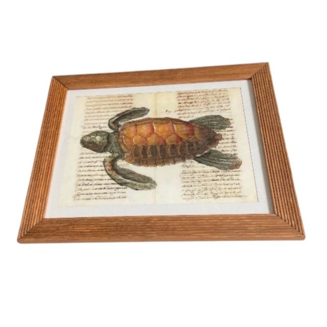 Add a touch of natural history and timeless coastal charm to your space with this vintage framed sea turtle art print....
