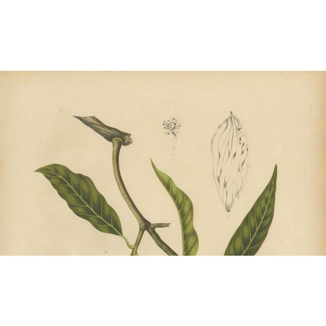 Hoola van Nooten, Mango Botanical, 1880, Chromolithograph For Sale - Image 3 of 9