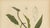 Hoola van Nooten, Mango Botanical, 1880, Chromolithograph For Sale - Image 3 of 9