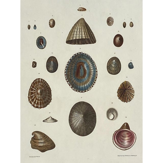 Original hand-colored engraving from illustrations of the "Land and Fresh Water Conchology of Great Britain and Ireland,"...