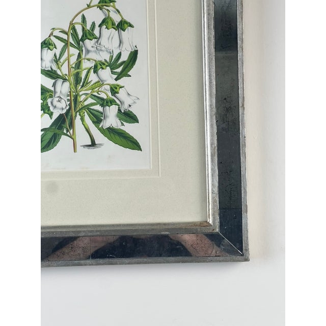 1970s Vintage Trowbridge Custom Framed Botanical Print “Gladiolus × Willmoreanus” After Louis Van Houtte (1810–1876) For Sale - Image 5 of 8
