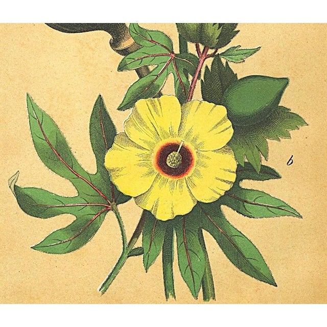 French 1860's French Antique Botanical Chromolithograph-Poppy, Cotton Flower, Documentation, Matted For Sale - Image 3 of 5