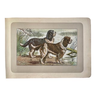 1907 French Photogravure Print of "Le Barbet D’Arret" Hunting Dogs - For Sale