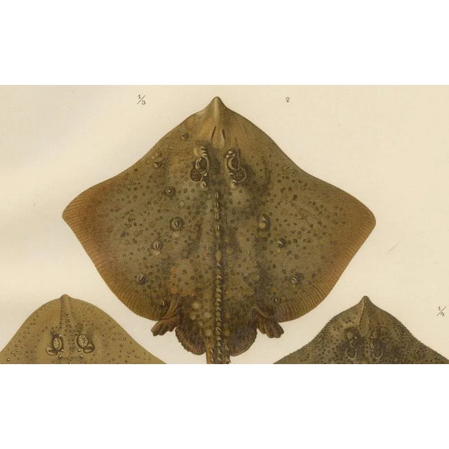 W. v. Wright, Thornback and Starry Rays from Pisces Scandinaviae, 1895, Lithograph For Sale - Image 6 of 10