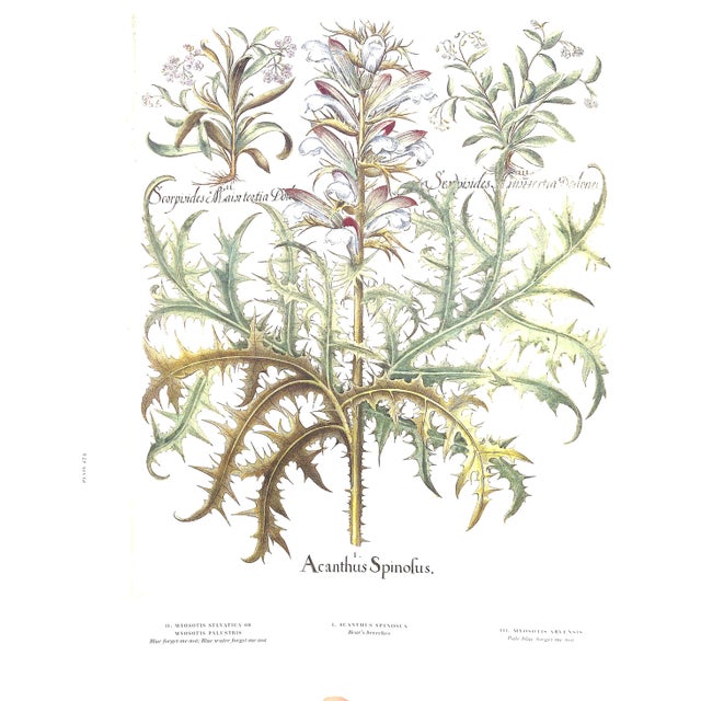 White "The Garden at Eichstatt: The Book of Plants" 2000 Besler, Basilius For Sale - Image 8 of 9