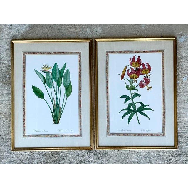 Vintage Ehret Botanical Prints - Set of 2 For Sale In West Palm - Image 6 of 12