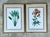 Vintage Ehret Botanical Prints - Set of 2 For Sale In West Palm - Image 6 of 12