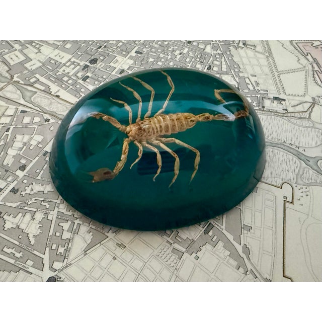 Midcentury paperweight with a taxidermy scorpion specimen encased in lucite. Oval in form with a dark teal background....