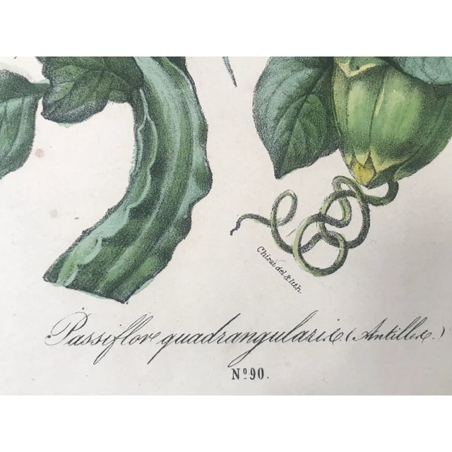 Antique French Botanical Lithograph Print Passion Fruit Flower Paris C.1860 For Sale In New York - Image 6 of 7