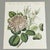 Early 19th Century Hand-Colored Rose Engraving, 1805 | Bertuch Antique Botanical Print For Sale - Image 5 of 7