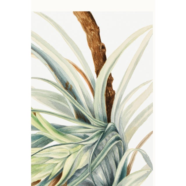 Paper Wild Pineapple, Vintage Botanical Art Print Reproduction, 20" X 30" For Sale - Image 7 of 9