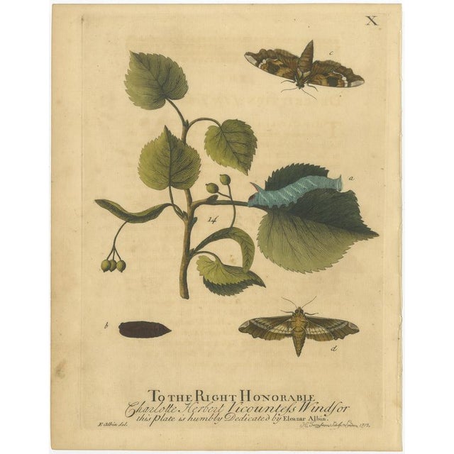 Albin, Hawk & Tiger Moths Hummingbird Hawk, Garden Tiger, 1720, Prints, Set of 4 For Sale - Image 3 of 10