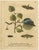 Albin, Hawk & Tiger Moths Hummingbird Hawk, Garden Tiger, 1720, Prints, Set of 4 For Sale - Image 3 of 10