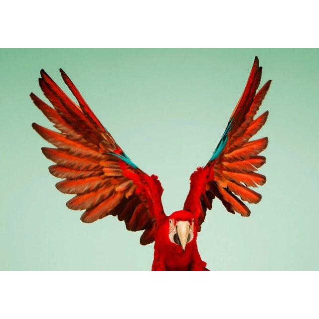 Macaw #6 - Signed limited edition archival pigment print - Edition of 3 Green-Winged Macaw in flight. These large parrots...