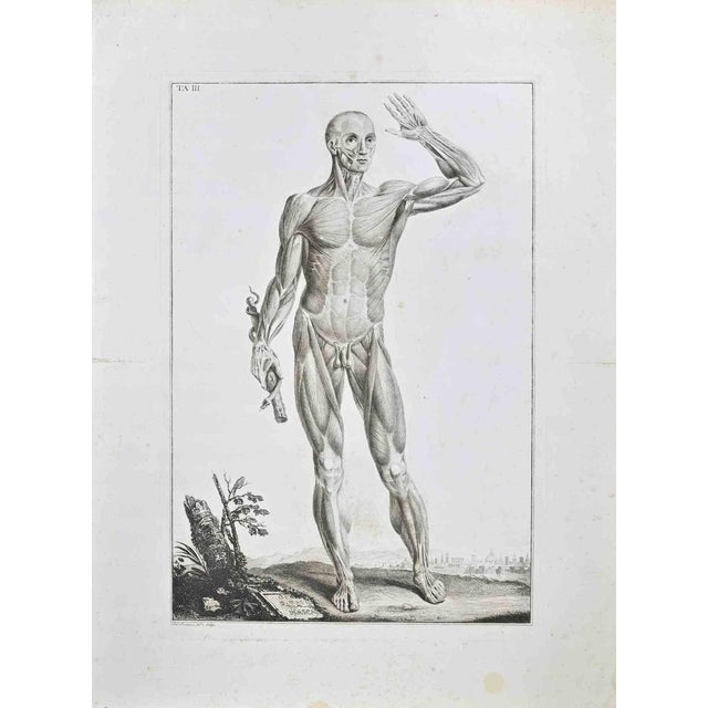 Etching realized by Paolo Mascagni and Antonio Serantoni in the first years of 19th Century, and published in 1810. Plate...