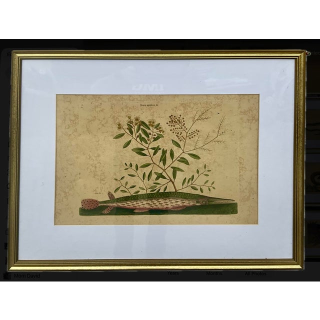 18th Century Framed Engravings by Mark Catesby, Set of Nine Natural History Art For Sale - Image 12 of 17