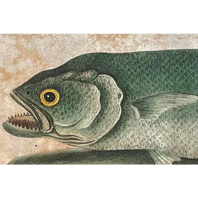 Sculpture Materials Mark Catesby Engraving, "Red Hind and Skipjack Tuna" For Sale - Image 7 of 11