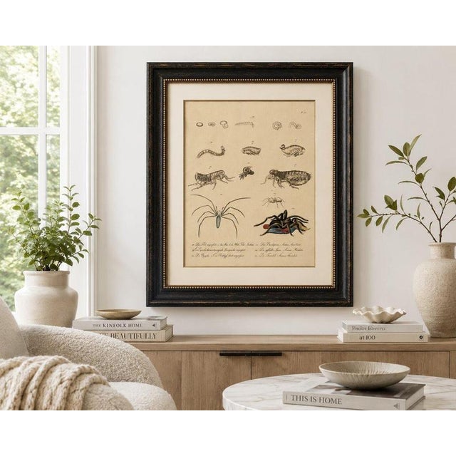 Brodtmann, Fleas, Tarantula & Spiders, 1816, Lithograph For Sale - Image 10 of 11