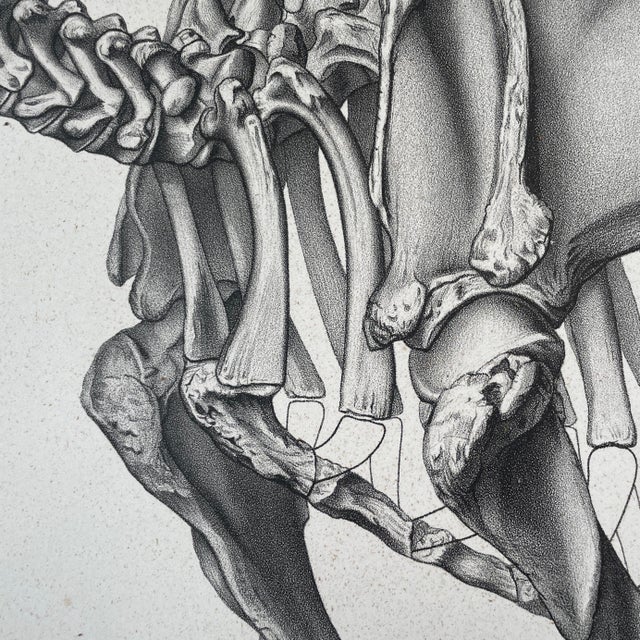 1883 Lithograph Reproduction of Dinocerata From the Yale Paleontology Department For Sale - Image 4 of 8