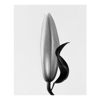 Lily no.2 Black and White Analogue Floral Photography Edition of 20 2023 For Sale