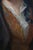 Gold Antique Johan Herman Cabot Danish Baroque Portrait of a Gentleman Oil Painting For Sale - Image 8 of 13
