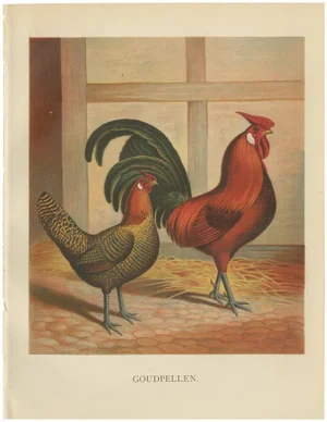 Golden Penciled Chicken, 1888, Lithograph on Paper