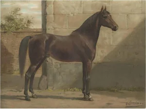O. Eerelman, Illustration of the East Prussian Horse, 1898, Print