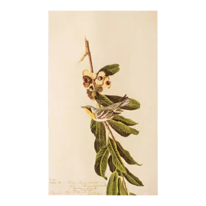 1966 Vintage Cottage Print "Yellow Throat Warbler" After John James Audubon