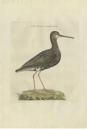 Sepp & Nozeman, Spotted Redshank, 1797, Paper