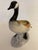 This canadian goose has been in my possession since the 1980's. I am unable to tell you where I purchased it from, but I...