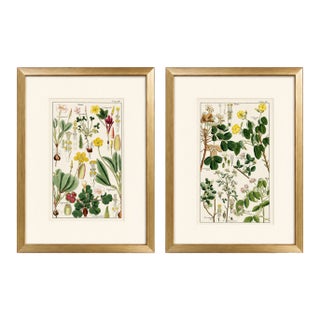 Pair of Original Hand-Colored Botanical Engravings From Dr. David Dietrich's Flora Universalis, C. 1850 | Custom Framed Antique Botanical Prints Set B For Sale