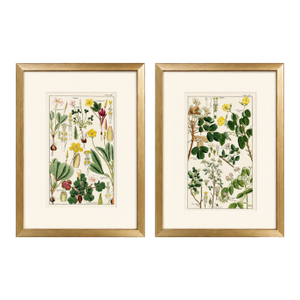 Pair of Original Hand-Colored Botanical Engravings From Dr. David Dietrich's Flora Universalis, C. 1850 | Custom Framed Antique Botanical Prints Set B
