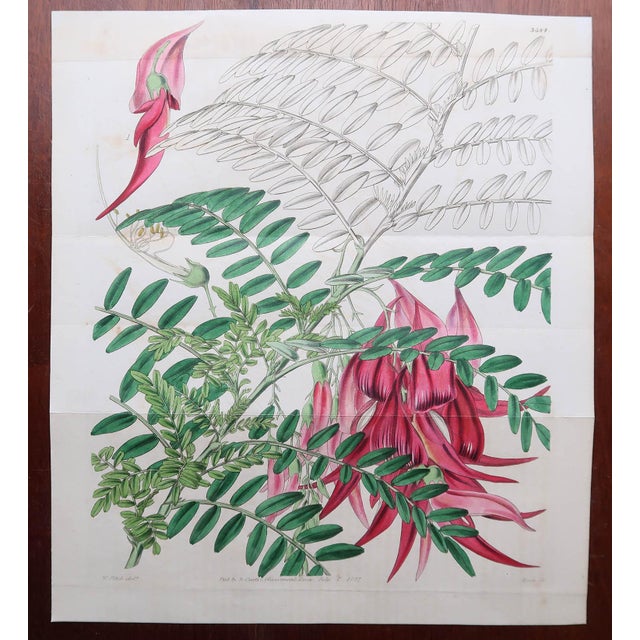 Green Botanical Prints, 1837, Paper, Set of 9 For Sale - Image 8 of 11