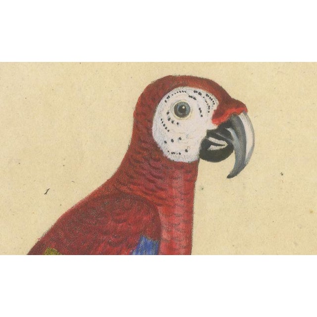 Black Brodtmann, Macaw, Cockatoo & Amazon Parrots, 1816, Lithograph For Sale - Image 8 of 10