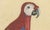 Black Brodtmann, Macaw, Cockatoo & Amazon Parrots, 1816, Lithograph For Sale - Image 8 of 10