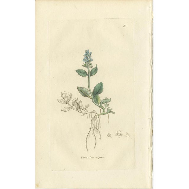 After James Sowerby, Botanical Illustrations of Speedwell Varieties, 1830s, Engravings, Set of 8 For Sale - Image 5 of 10