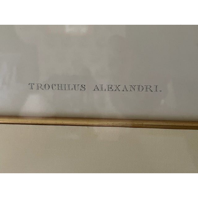 Rare Trochilus Alexandri print by John Gould and Richard Bowdler Sharpe from a series published in London from 1849 to...