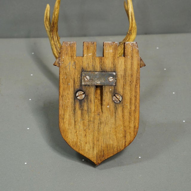 1930s Abnormal Red Deer Trophy by Philipp Ernst, Prince of Thurn and Taxis, 1935 For Sale - Image 5 of 6