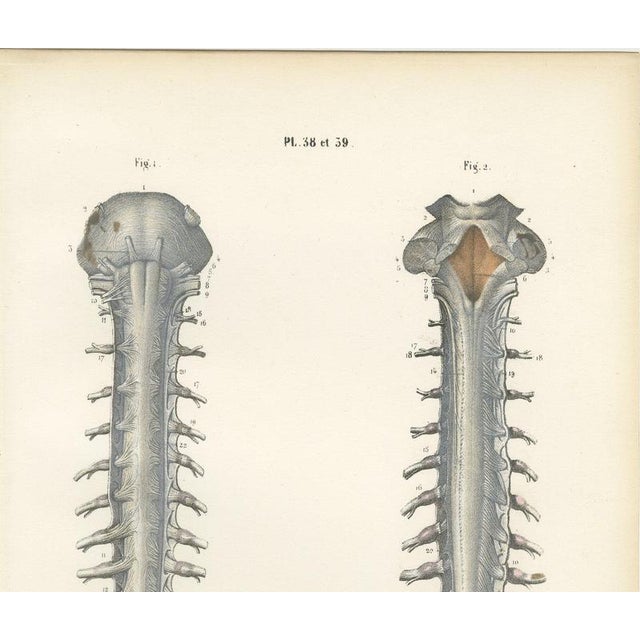 Hirschfeld and Leveille, Spinal Nerve Roots Along the Whole Cord, Hirschfeld Double Folding Plate, 1866, Paper For Sale - Image 3 of 12